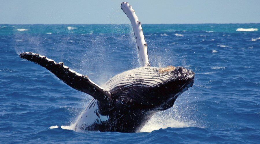 Whale Watching - Activity in Sri Lanka