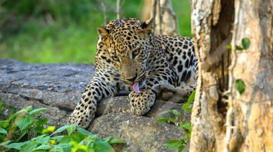 Wild Safari - Activity in Sri Lanka