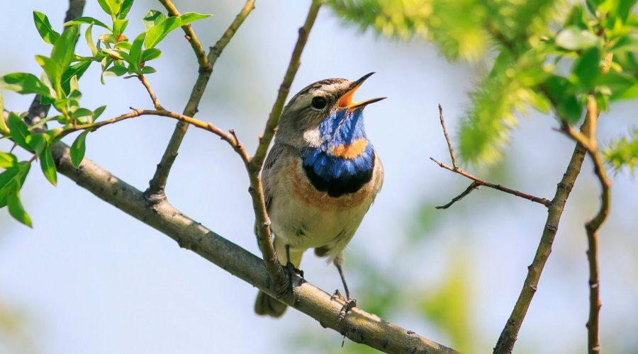 Bird Watching - Activity in Sri Lanka