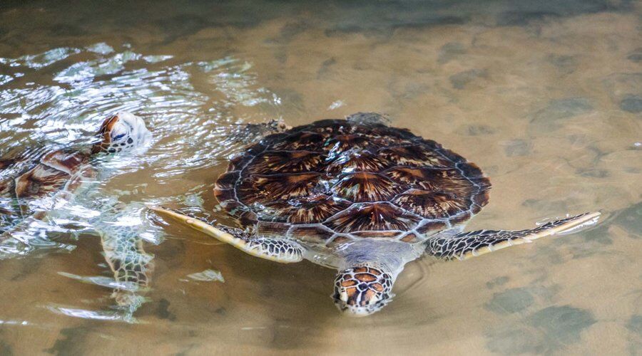 Sea Turtle Hatchery - Activity in Sri Lanka