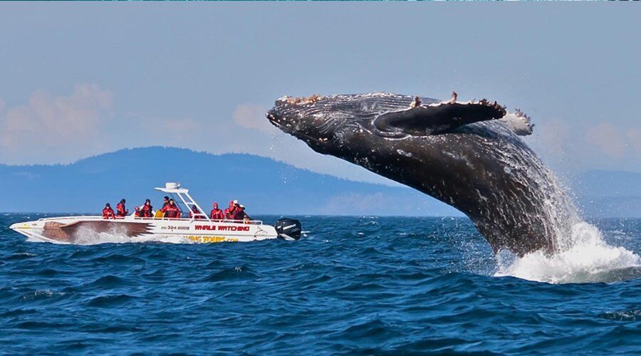 Experience Whale Watching in Sri Lanka - Go Lanka Tour Gallery