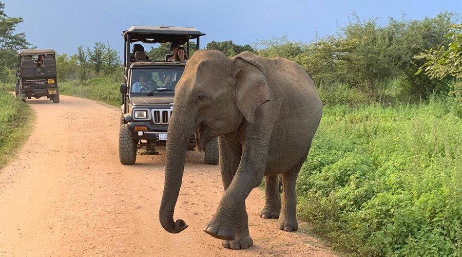 Experience Wild Safari in Sri Lanka - Go Lanka Tour Gallery