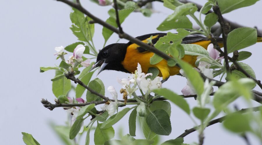 Experience Bird Watching in Sri Lanka - Go Lanka Tour Gallery