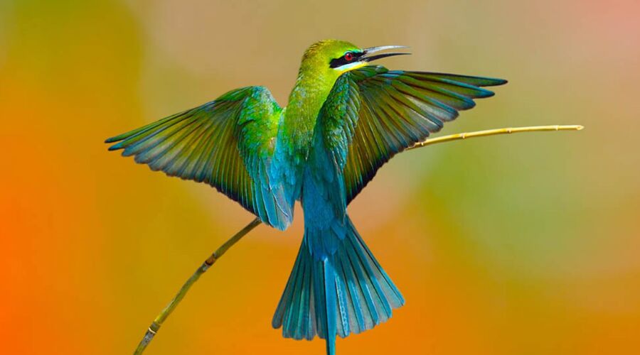 Experience Bird Watching in Sri Lanka - Go Lanka Tour Gallery