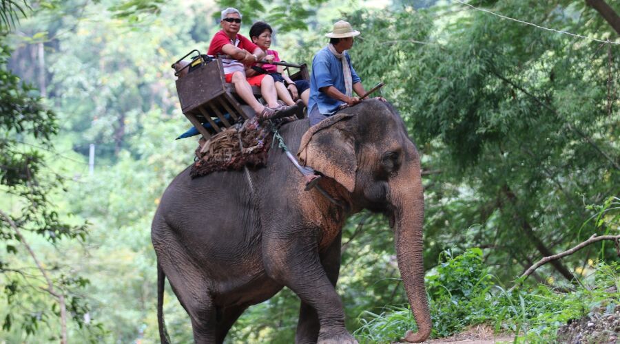 Experience Elephant Back Ride in Sri Lanka - Go Lanka Tour Gallery