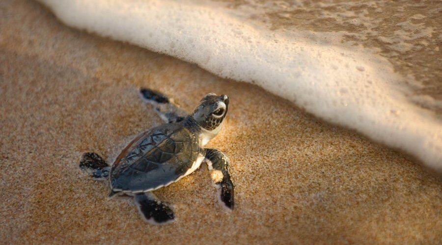 Experience Sea Turtle Hatchery in Sri Lanka - Go Lanka Tour Gallery