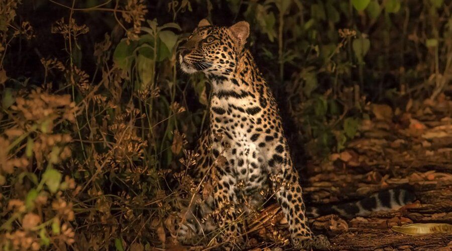 Experience Wild Safari in Sri Lanka - Go Lanka Tour Gallery