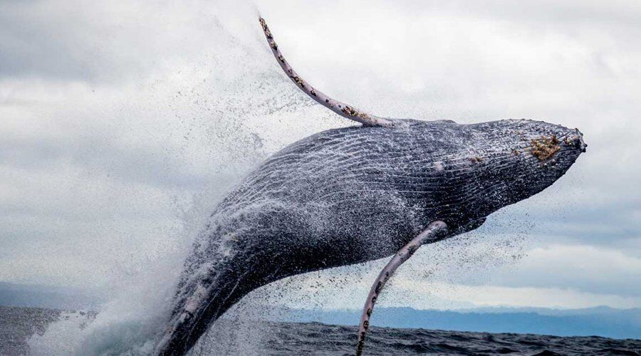 Experience Whale Watching in Sri Lanka - Go Lanka Tour Gallery