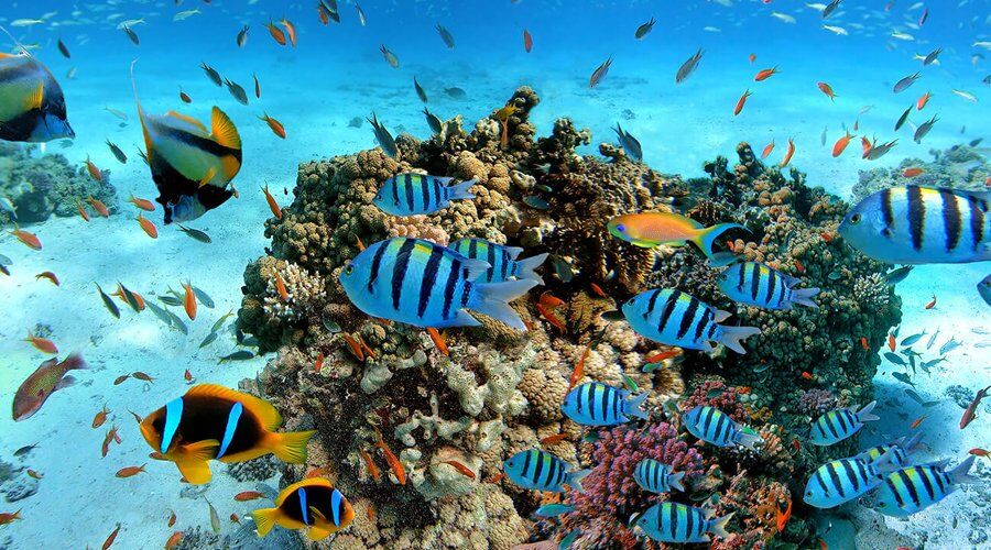 Experience Diving and Snokerelling in Sri Lanka - Go Lanka Tour Gallery