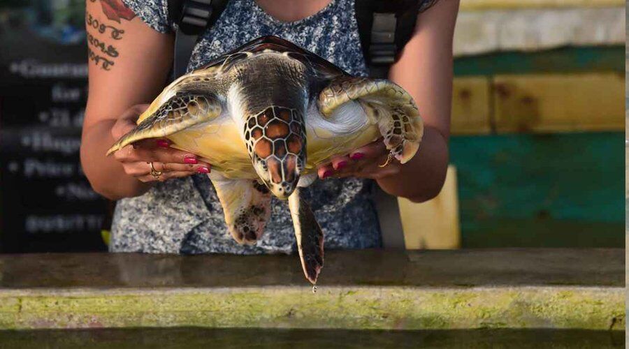 Experience Sea Turtle Hatchery in Sri Lanka - Go Lanka Tour Gallery