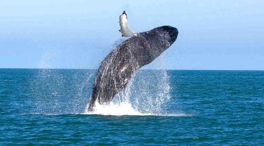 Experience Whale Watching in Sri Lanka - Go Lanka Tour Gallery