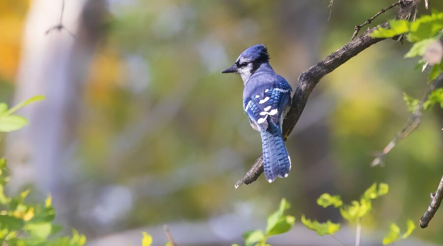 Experience Bird Watching in Sri Lanka - Go Lanka Tour Gallery