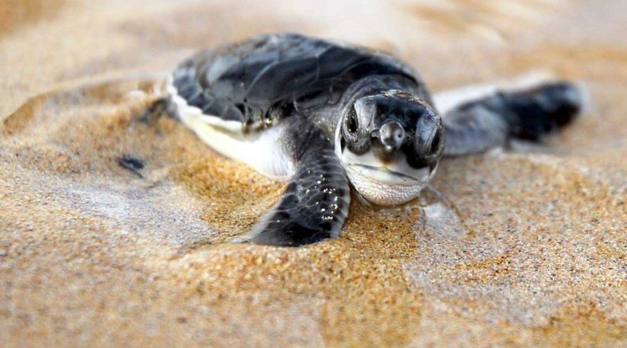 Experience Sea Turtle Hatchery in Sri Lanka - Go Lanka Tour Gallery