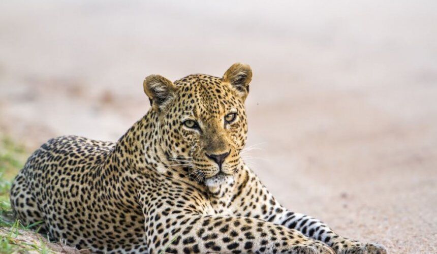 Visit Horton Plains  Sri Lanka - Go Lanka Tour Gallery Image