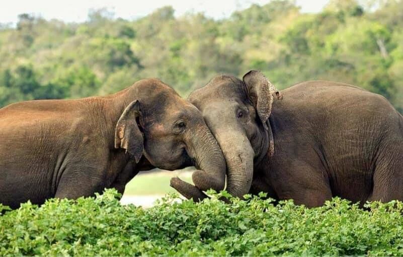 Visit Udawalawe National Park Sri Lanka - Go Lanka Tour Gallery Image