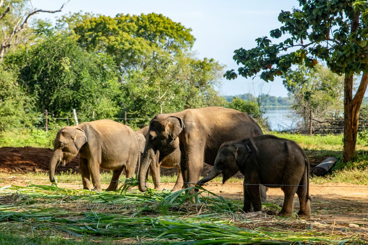 Visit Udawalawe National Park Sri Lanka - Go Lanka Tour Gallery Image