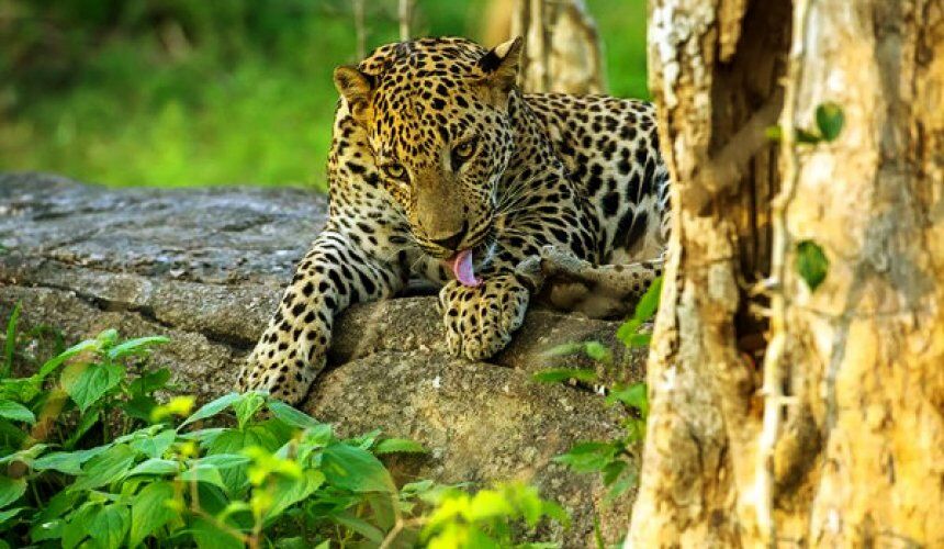 Visit Udawalawe National Park Sri Lanka - Go Lanka Tour Gallery Image