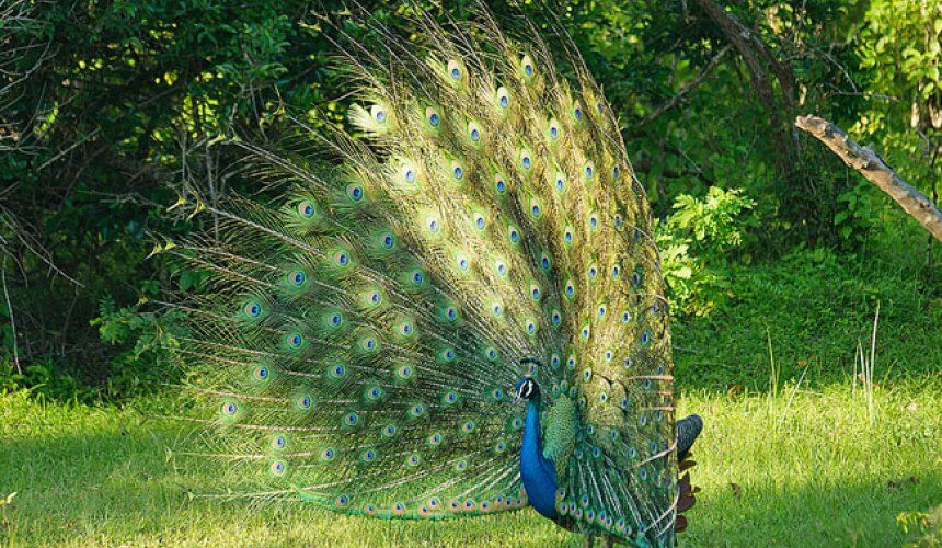 Visit Yala National Park Sri Lanka - Go Lanka Tour Gallery Image
