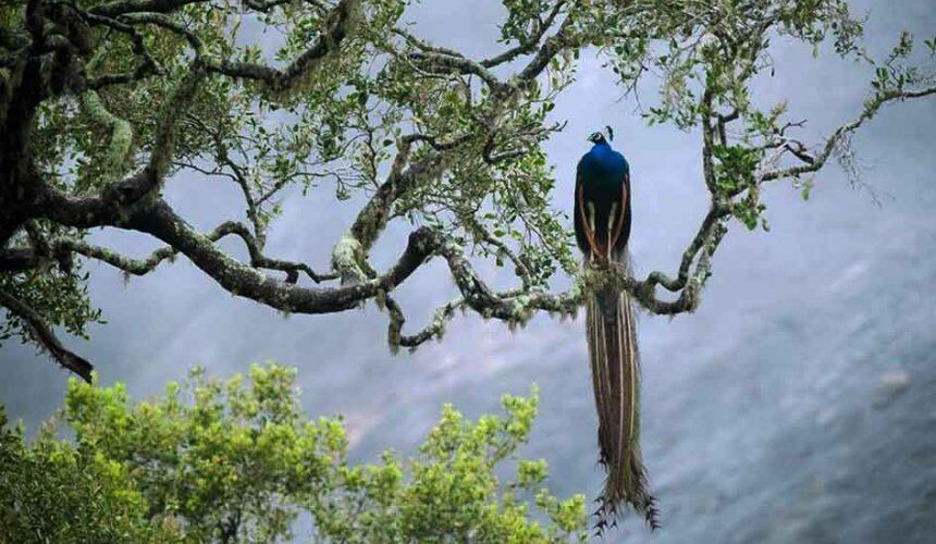 Visit Sinharaja Forest Reserve Sri Lanka - Go Lanka Tour Gallery Image