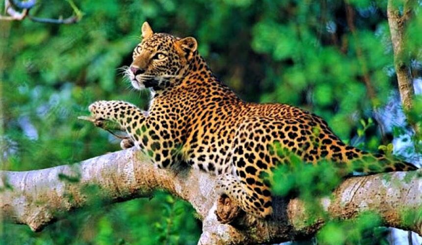 Visit Sinharaja Forest Reserve Sri Lanka - Go Lanka Tour Gallery Image