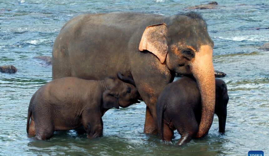 Visit Pinnawala Elephant Orphanage Sri Lanka - Go Lanka Tour Gallery Image