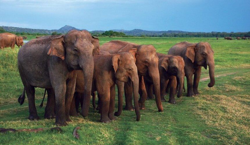 Visit Pinnawala Elephant Orphanage Sri Lanka - Go Lanka Tour Gallery Image
