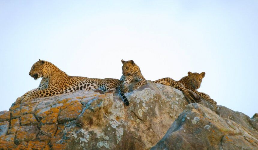 Visit Yala National Park Sri Lanka - Go Lanka Tour Gallery Image