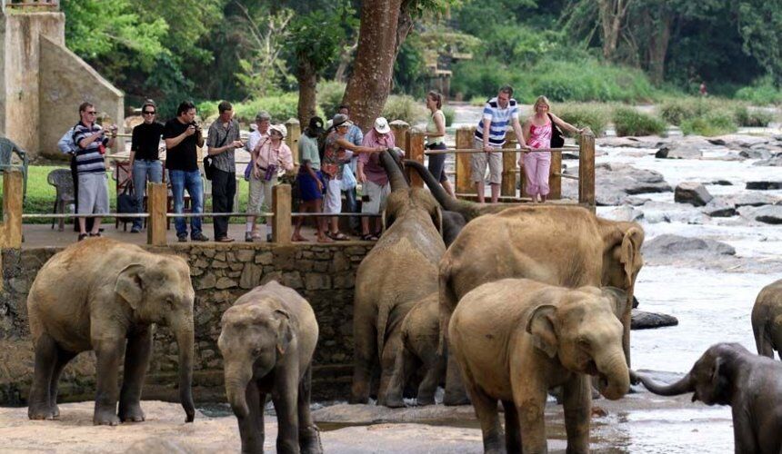 Visit Pinnawala Elephant Orphanage Sri Lanka - Go Lanka Tour Gallery Image