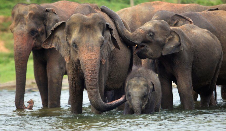 Visit Pinnawala Elephant Orphanage Sri Lanka - Go Lanka Tour Gallery Image