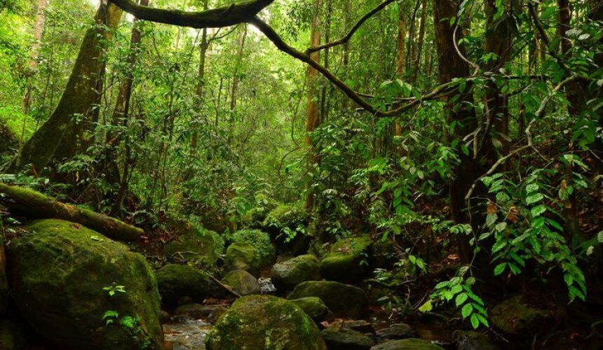 Visit Sinharaja Forest Reserve Sri Lanka - Go Lanka Tour Gallery Image