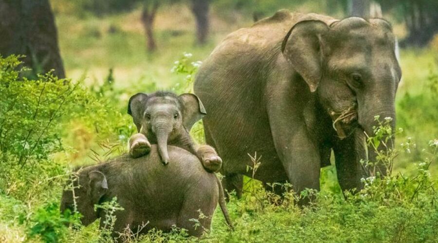 Wild Life - Sri Lanka Travel Gallery