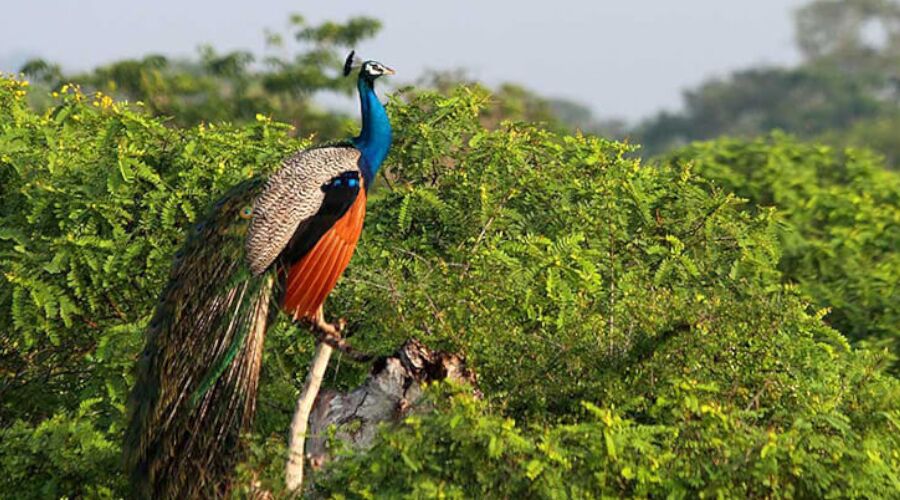 Wild Life - Photo 4