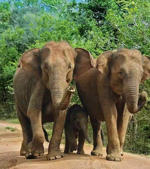Yala Adventure Best Tour Package - Sri Lanka Tour Package