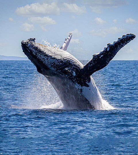 SriLanka Solo travel Tour Package - Sri Lanka Tour Package