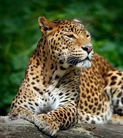 Sri Lanka Best Holiday Tour - Sri Lanka Tour Package