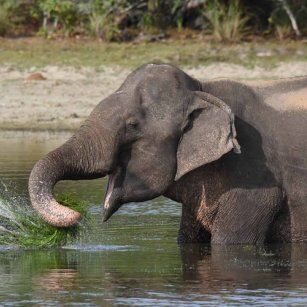 01 Day Experience in Sri Lanka - Go Lanka Tour