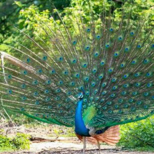 06 Day Experience in Sri Lanka - Go Lanka Tour