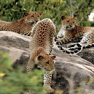 04 Day Experience in Sri Lanka - Go Lanka Tour