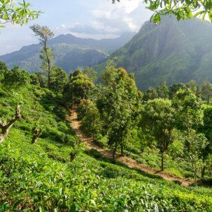 09 Day Experience in Sri Lanka - Go Lanka Tour