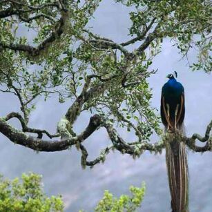 07 Day Experience in Sri Lanka - Go Lanka Tour