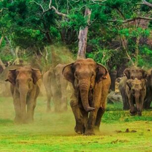 06 Day Experience in Sri Lanka - Go Lanka Tour