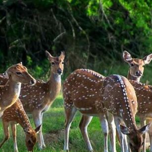 06 Day Experience in Sri Lanka - Go Lanka Tour
