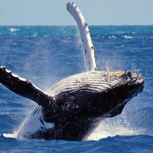 12 Day Experience in Sri Lanka - Go Lanka Tour