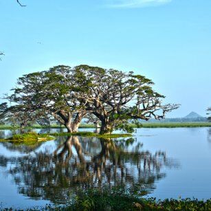 05 Day Experience in Sri Lanka - Go Lanka Tour