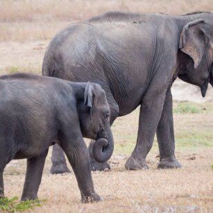 08 Day Experience in Sri Lanka - Go Lanka Tour
