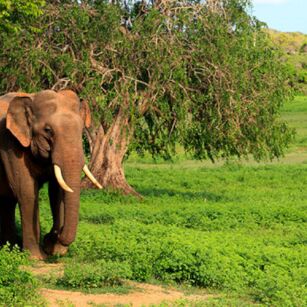 04 Day Experience in Sri Lanka - Go Lanka Tour