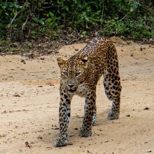 01 Day Experience in Sri Lanka - Go Lanka Tour