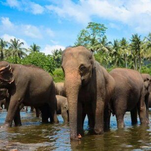 Sigiriya Day Tour Experience in Sri Lanka - Go Lanka Tour
