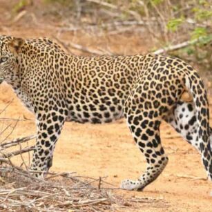 04 Day Experience in Sri Lanka - Go Lanka Tour