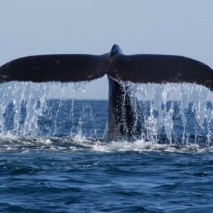 06 Day Experience in Sri Lanka - Go Lanka Tour